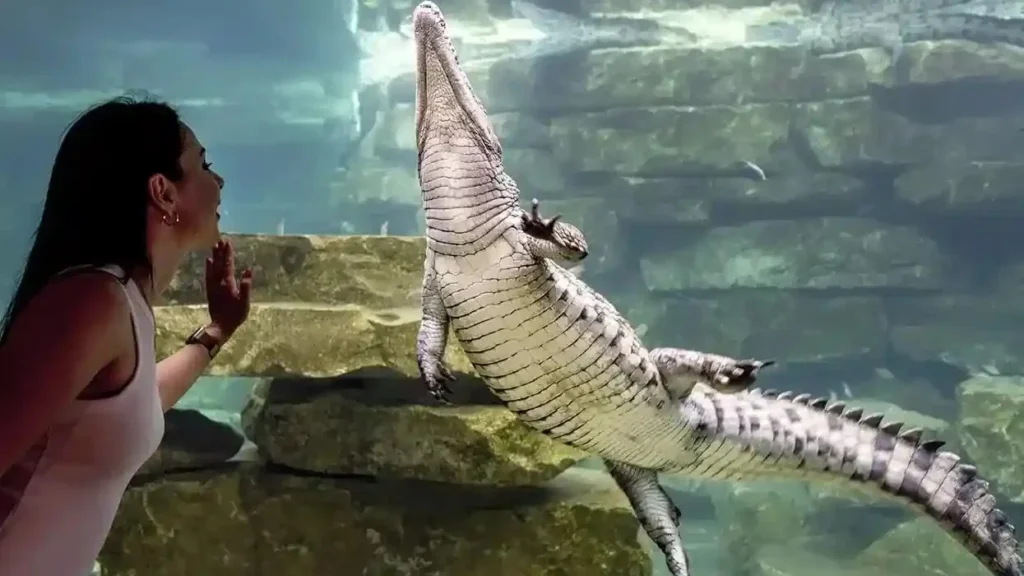 Visitor watching a Nile crocodile swimming in the underwater viewing aquarium at Dubai Crocodile Park