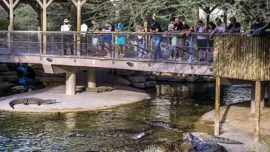 Visitors observing Nile crocodiles from the viewing bridge at Dubai Crocodile Park in Mushrif, Dubai