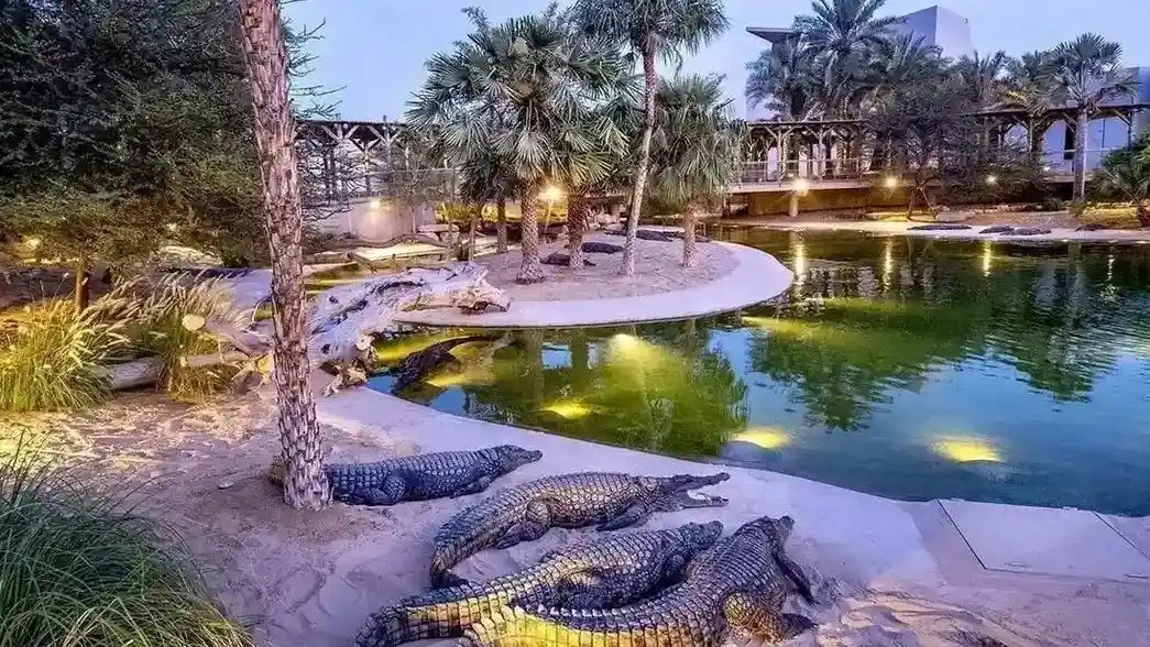 Nile crocodiles resting around the outdoor lake habitat at Dubai Crocodile Park during the daytime