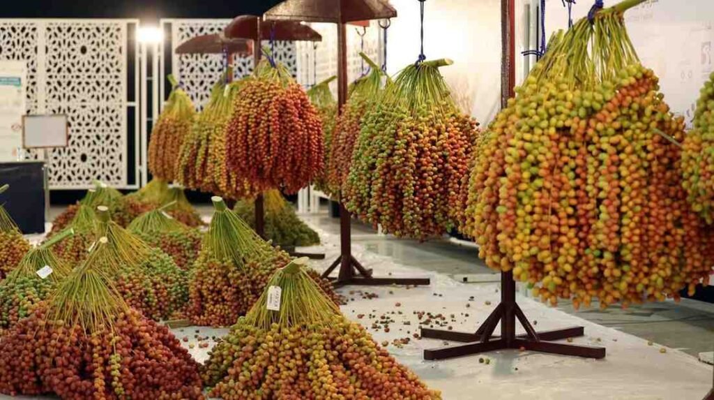 Fresh date clusters displayed at the Dubai Date Festival, showcasing different date varieties from local UAE farms during the annual agricultural competition.