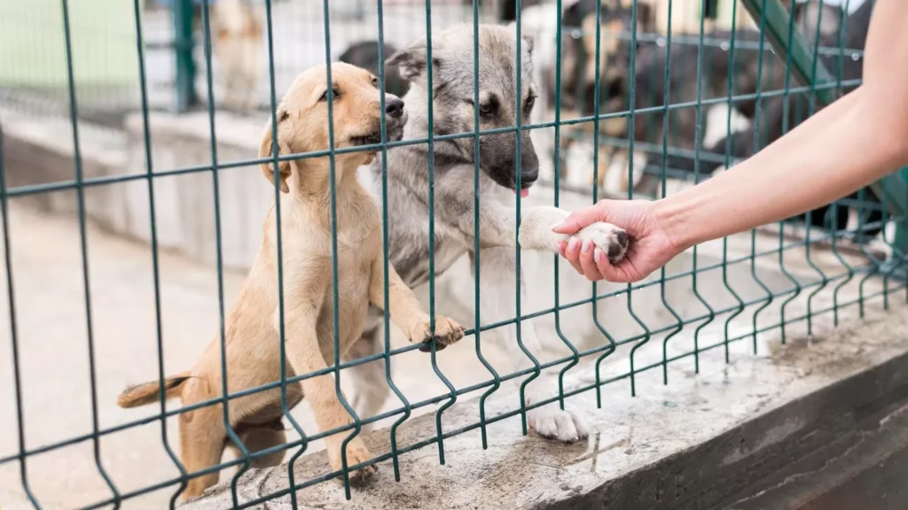 Dubai Opens New Pet Shelter in Warsan
