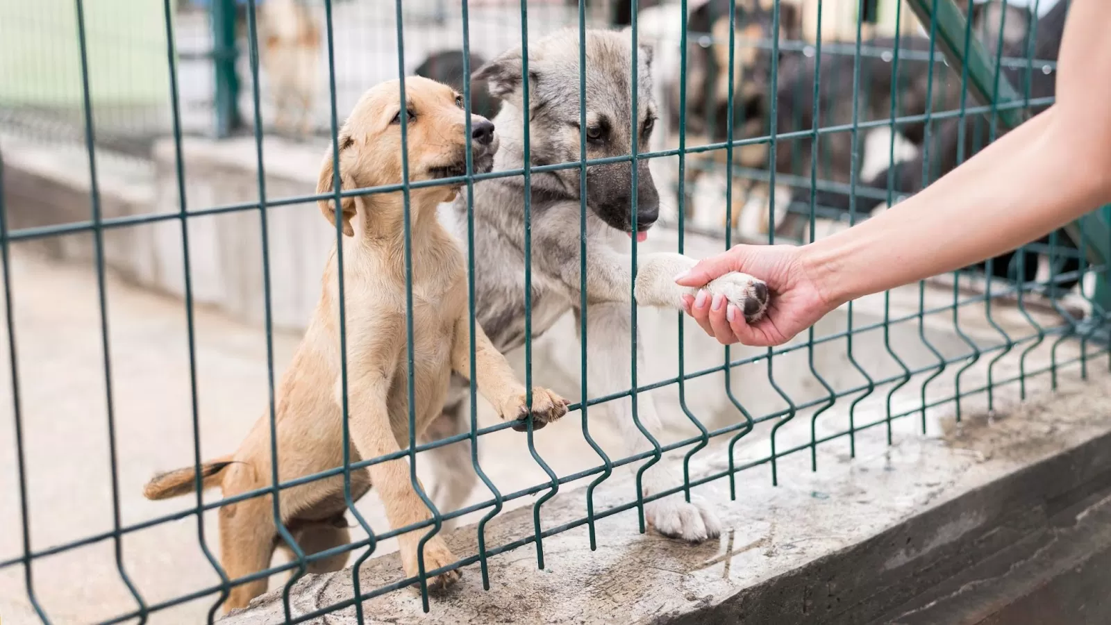 Dubai Opens New Pet Shelter to Make Adoption Simpler