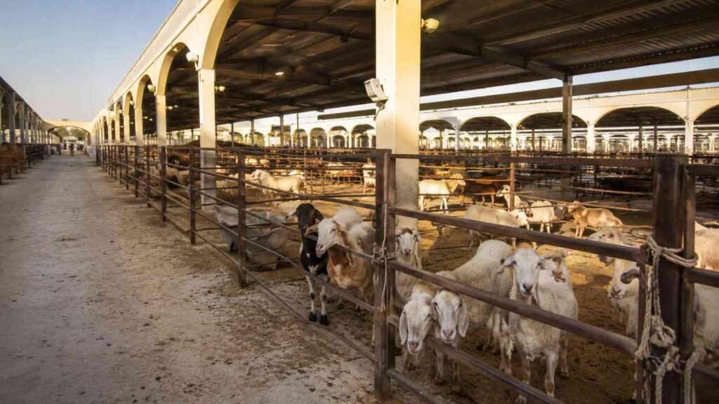Livestock market under sunny skies