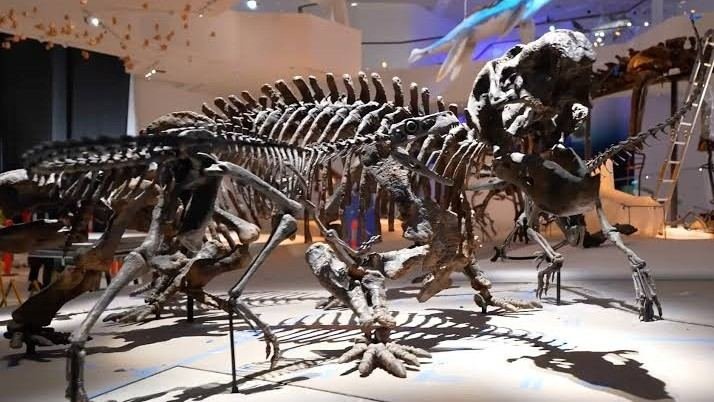 Natural History Museum Abu Dhabi dinosaur skeleton exhibit featuring large fossil displays inside a modern gallery on Saadiyat Island.