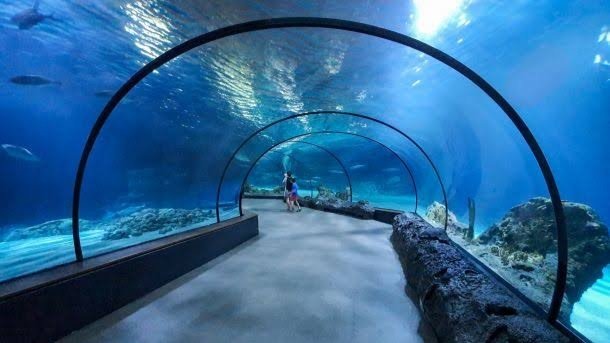 Underwater viewing tunnel at Sharjah Aquarium with marine life swimming overhead and visitors walking through.