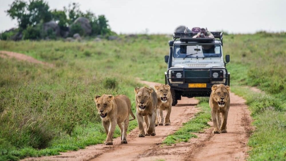 Lions walking through Sharjah Safari as a guided safari vehicle follows behind in the wildlife reserve.