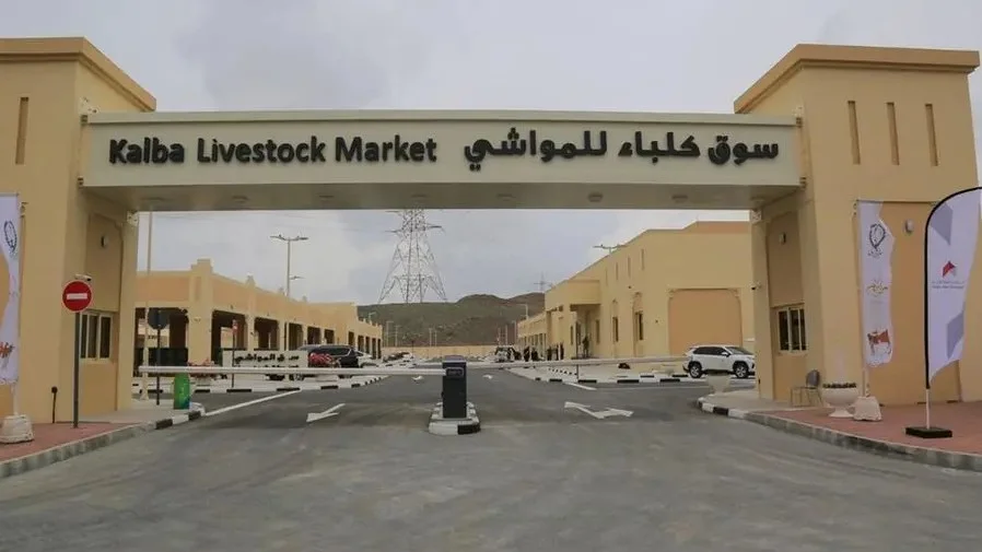 Sharjah Livestock Market: A First-Timer’s Quick Guide
