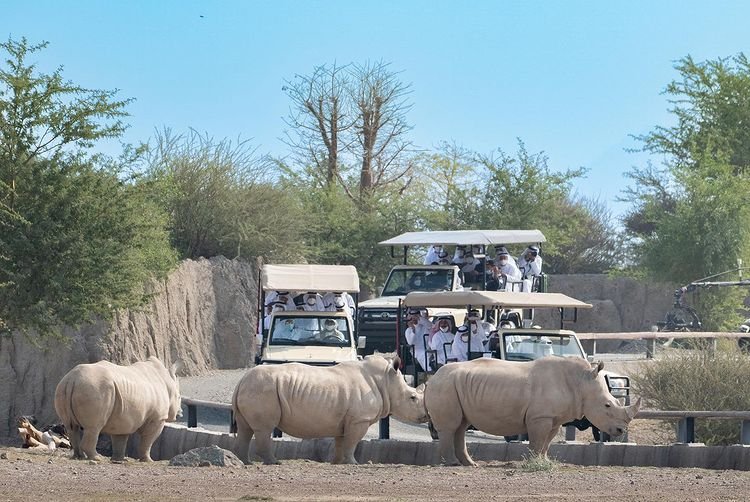 Visitors on safari vehicles watching white rhinos at Sharjah Safari Park.